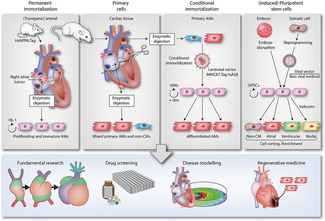 Innovative approach brings cell-reprogramming therapy for heart failure  closer to reality