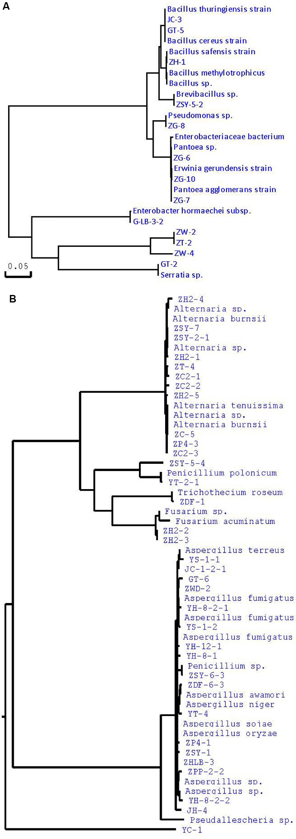 Bolgár bacillus parazita vagy saprotroph