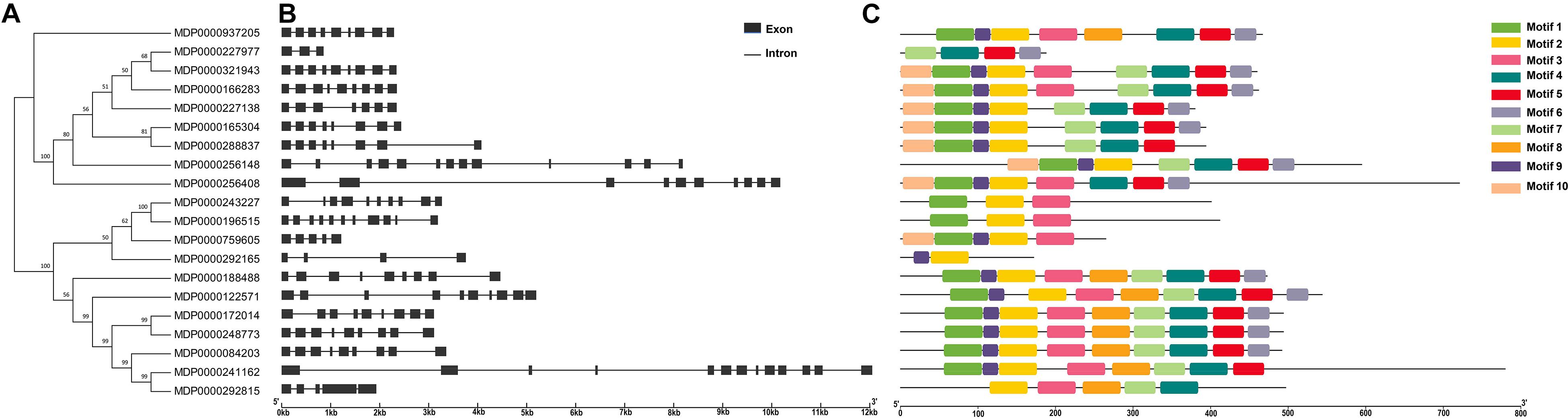 Frontiers | Genome-Wide Identification and Characterization of Vacuolar ...