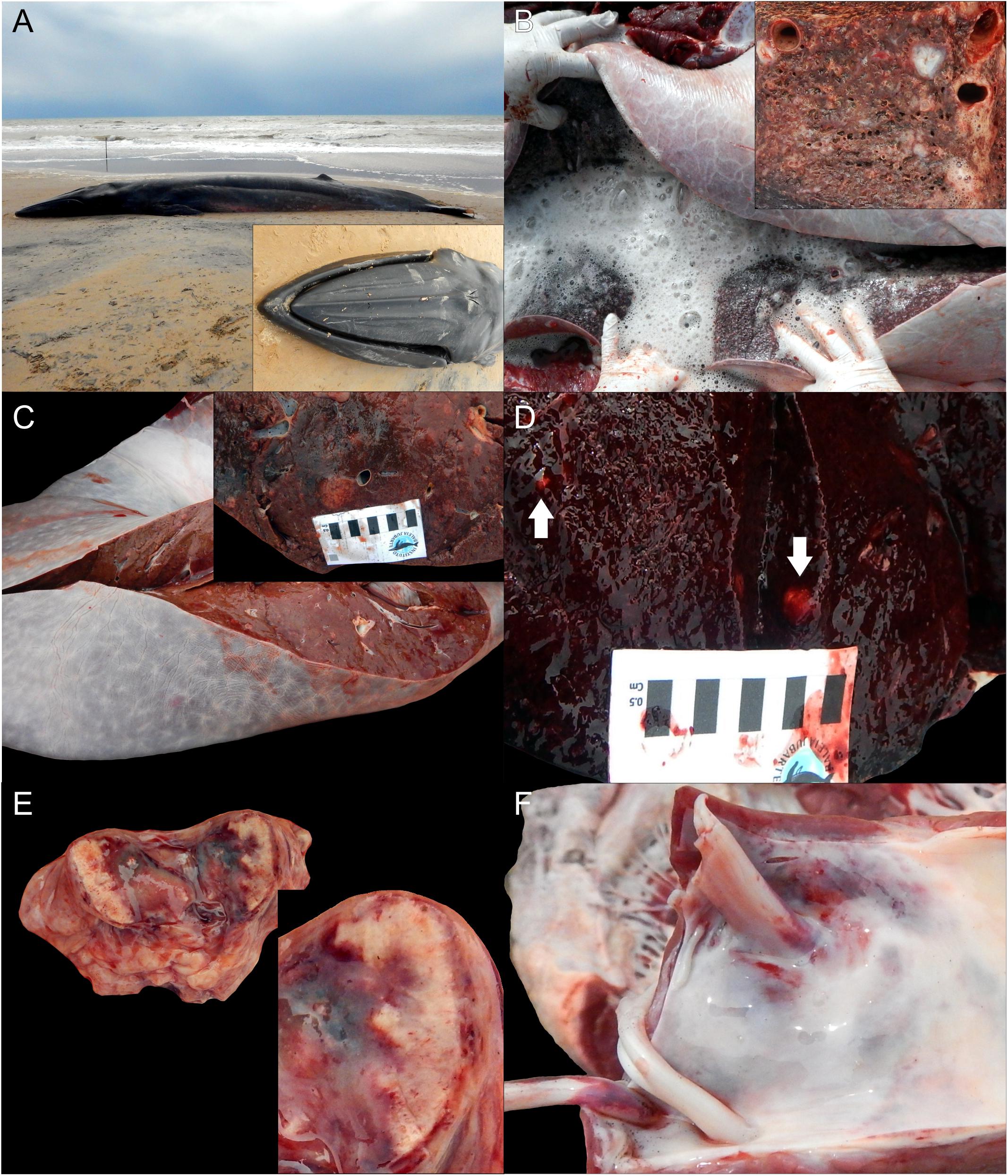 Cat parasite found in Western Arctic belugas