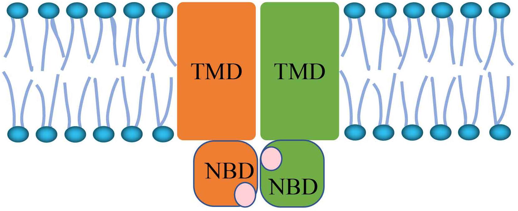 Frontiers | Predicting ATP-Binding Cassette Transporters Using the 