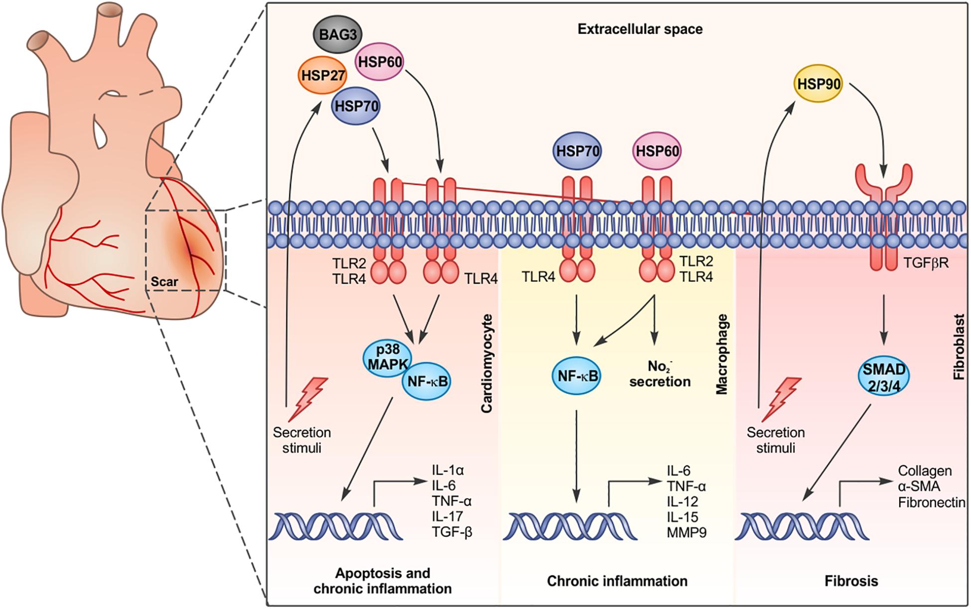 chaperone proteins induced by heat shock chaperone proteins induced by heat shock