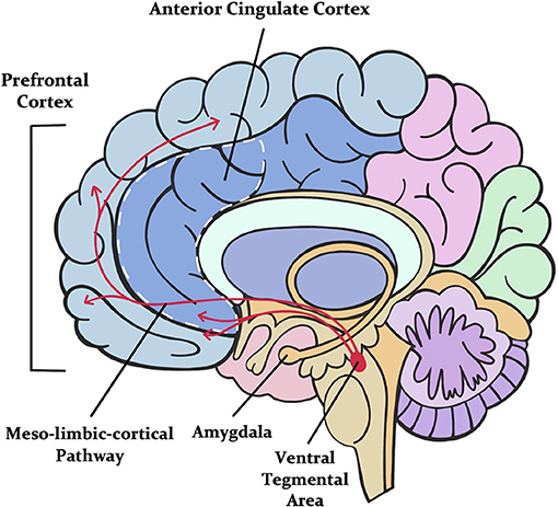 Figure 3 - Parts of the brain involved in choking under pressure.