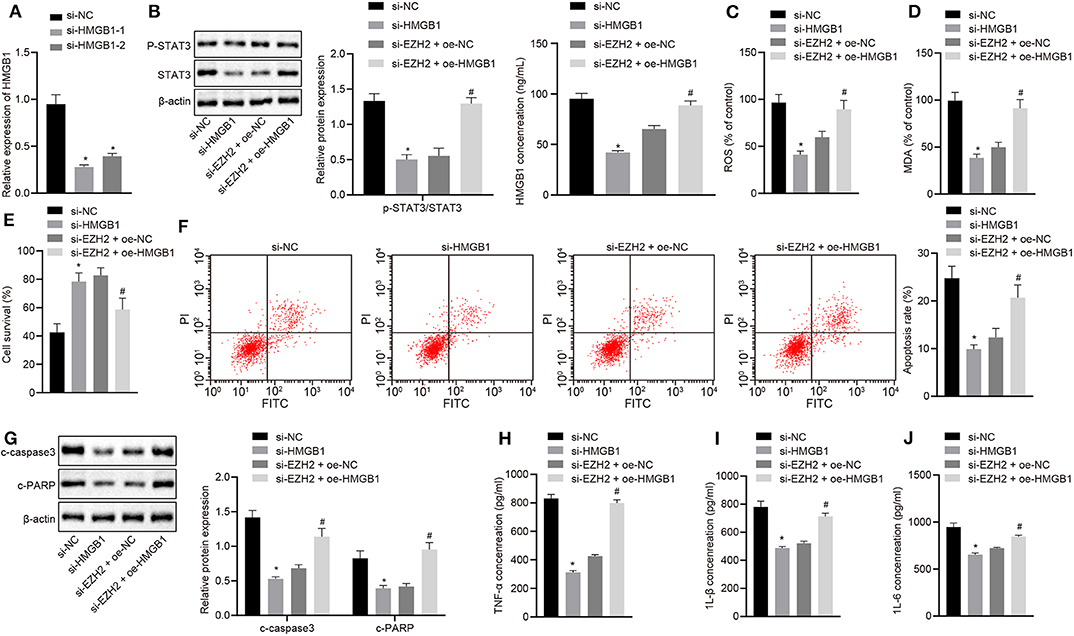 Frontiers | MicroRNA-200a Inhibits Inflammation and Atherosclerotic ...