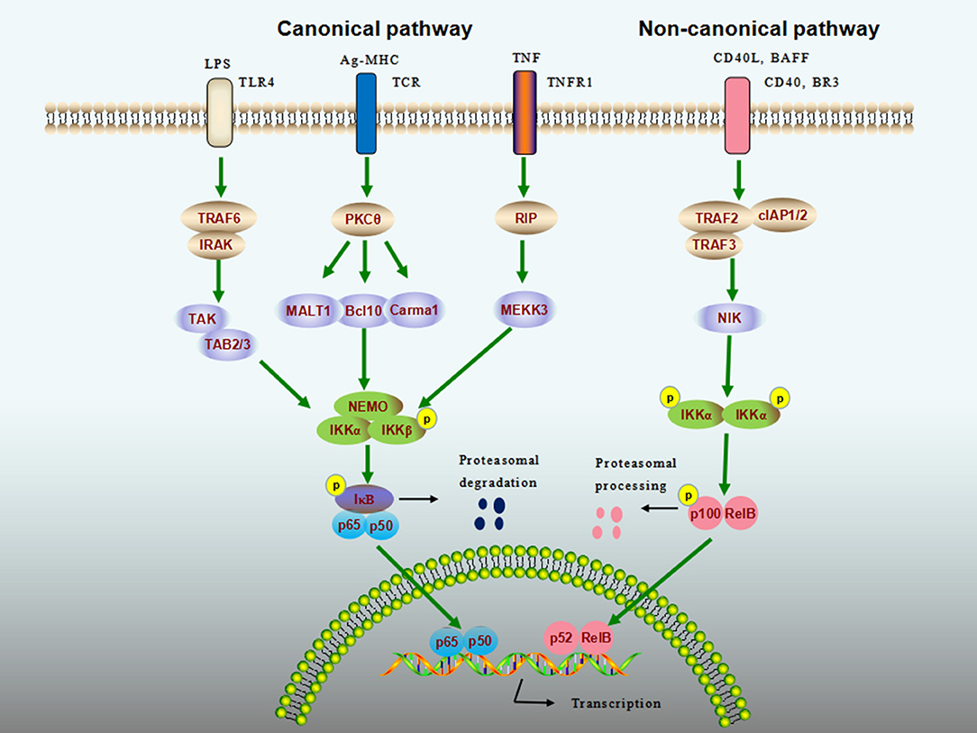 spellen Knop Verminderen Frontiers | Nuclear Factor κB (NF-κB)–Mediated Inflammation in Multiple  Sclerosis