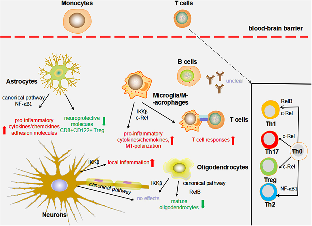 Cautionary notes on the use of NF-κB p65 and p50 antibodies for CNS studies, Journal of Neuroinflammation