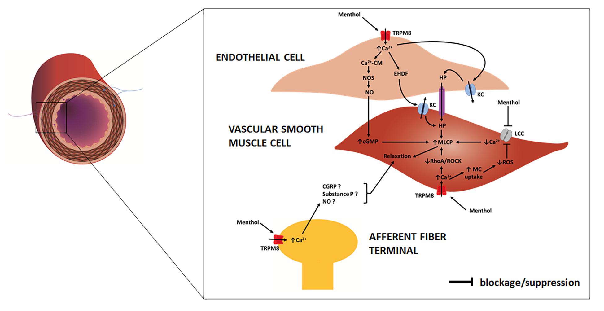 Frontiers  Current Knowledge on the Vascular Effects of Menthol