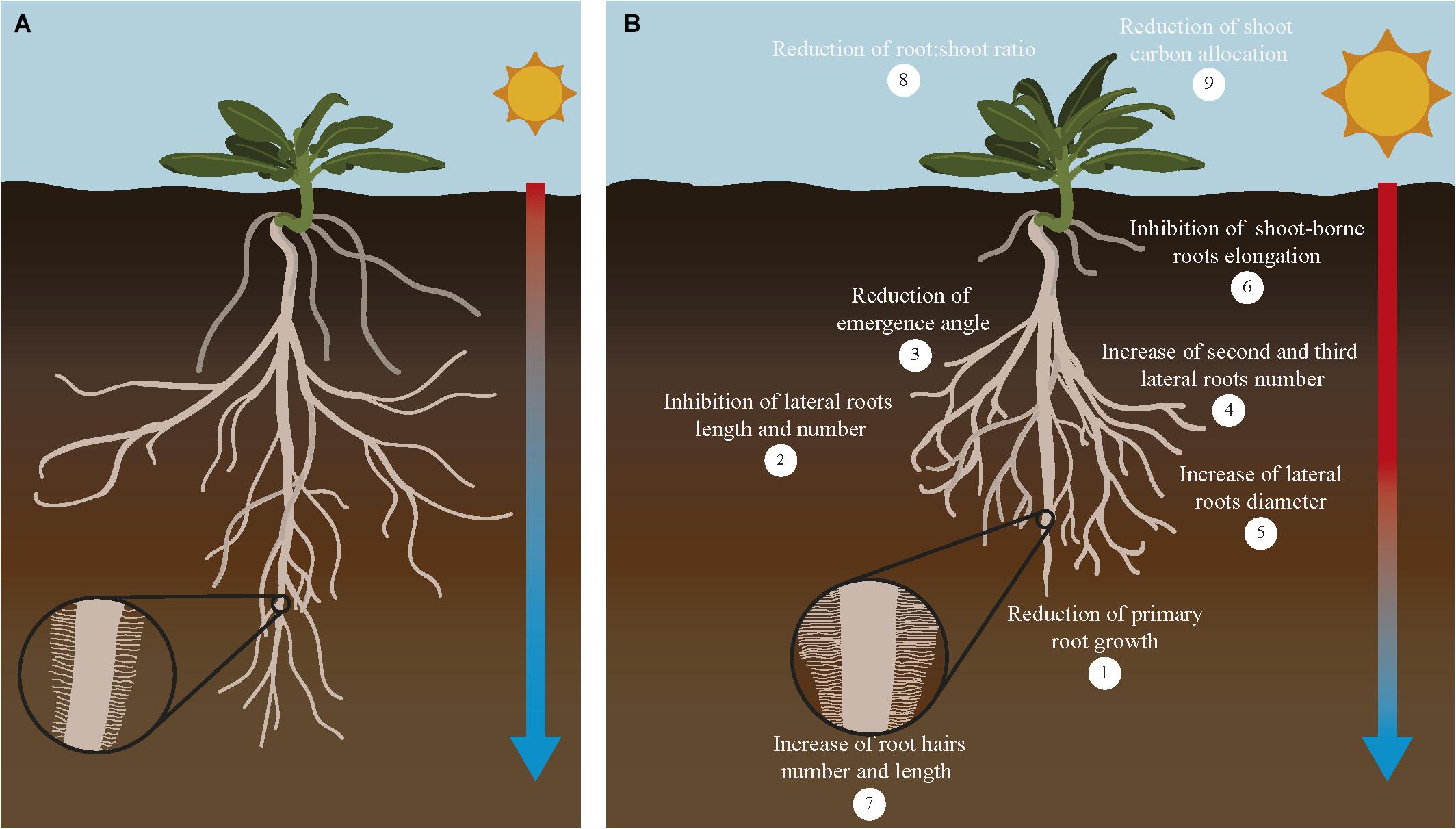 Корневой root