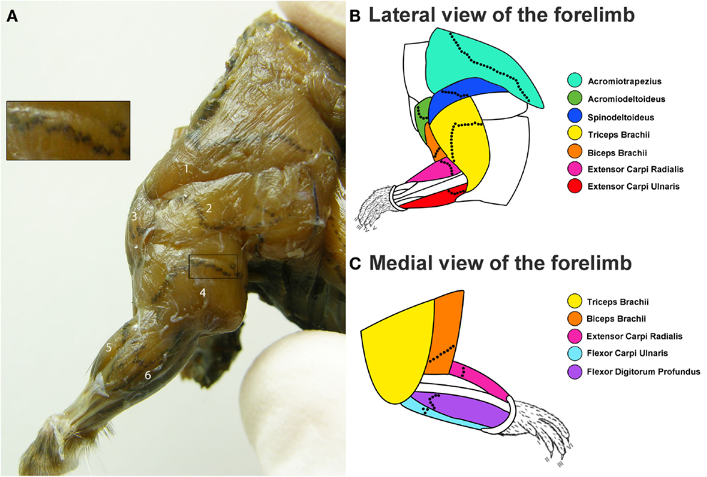 Frontiers | Targeting the Full Length of the Motor End Plate Regions in