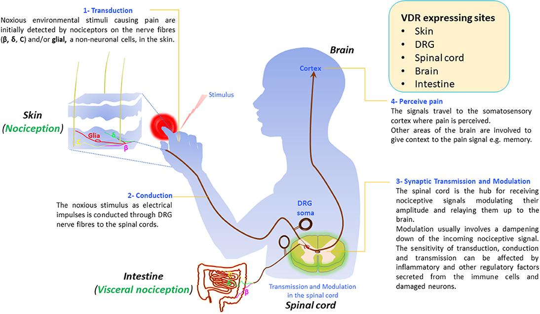 nociceptors initiate the sensation of