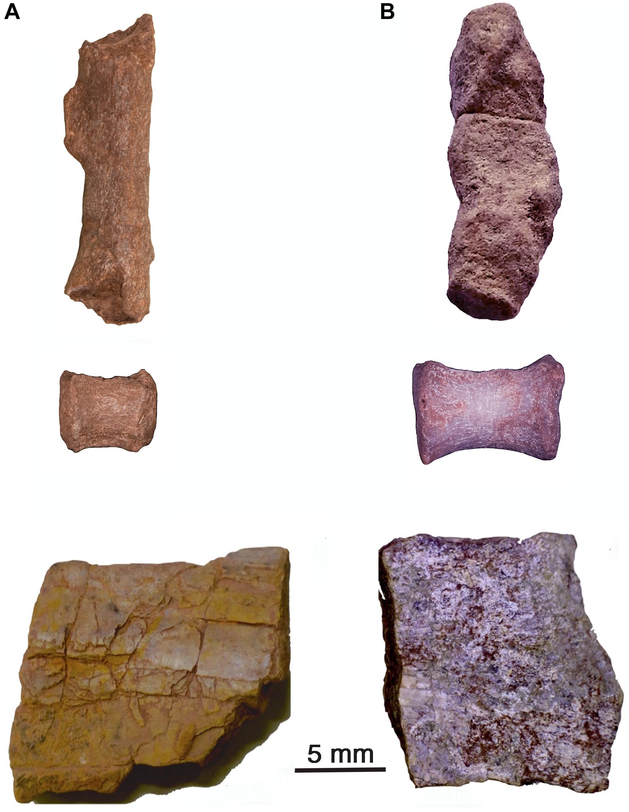 PDF) REPLACEMENT OF IRON SULPHIDES BY OXIDES IN THE DINOSAUR BONE FROM THE LANCE  FM. (WYOMING, USA) – PRELIMINARY STUDY