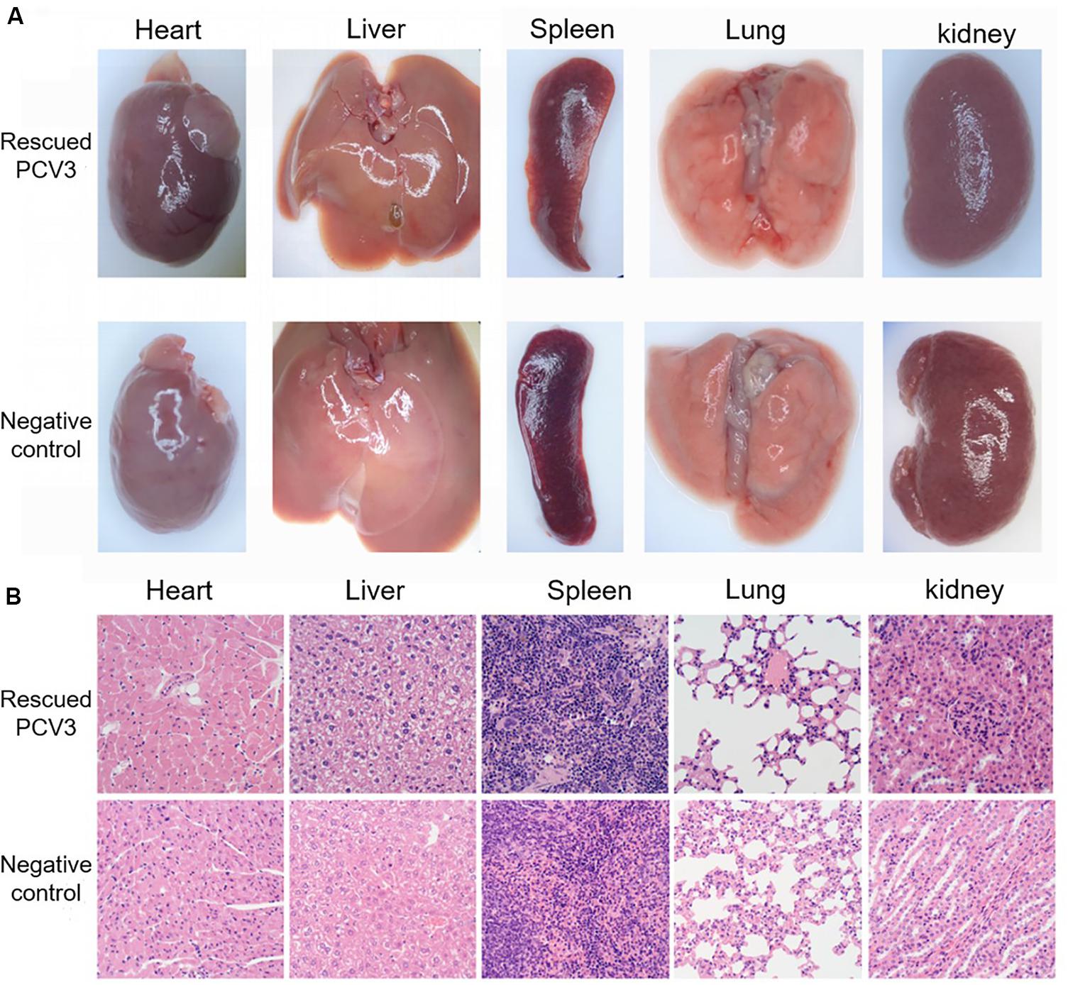 Frontiers  Porcine circovirus type 3: immunohistochemical detection in  lesions of naturally affected piglets