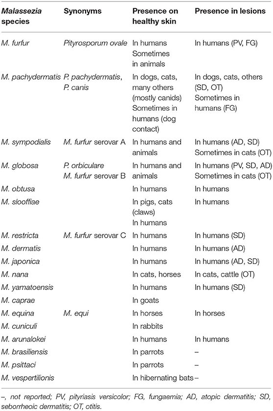 can humans catch malassezia from dogs