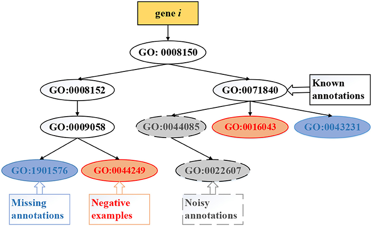 computational assignment of gene function