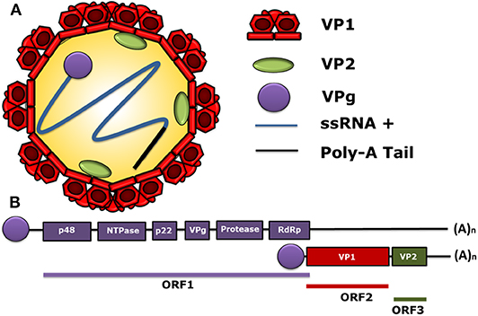 Frontiers Human Norovirus Proteins Implications In The Replicative Cycle Pathogenesis And The Host Immune Response Immunology