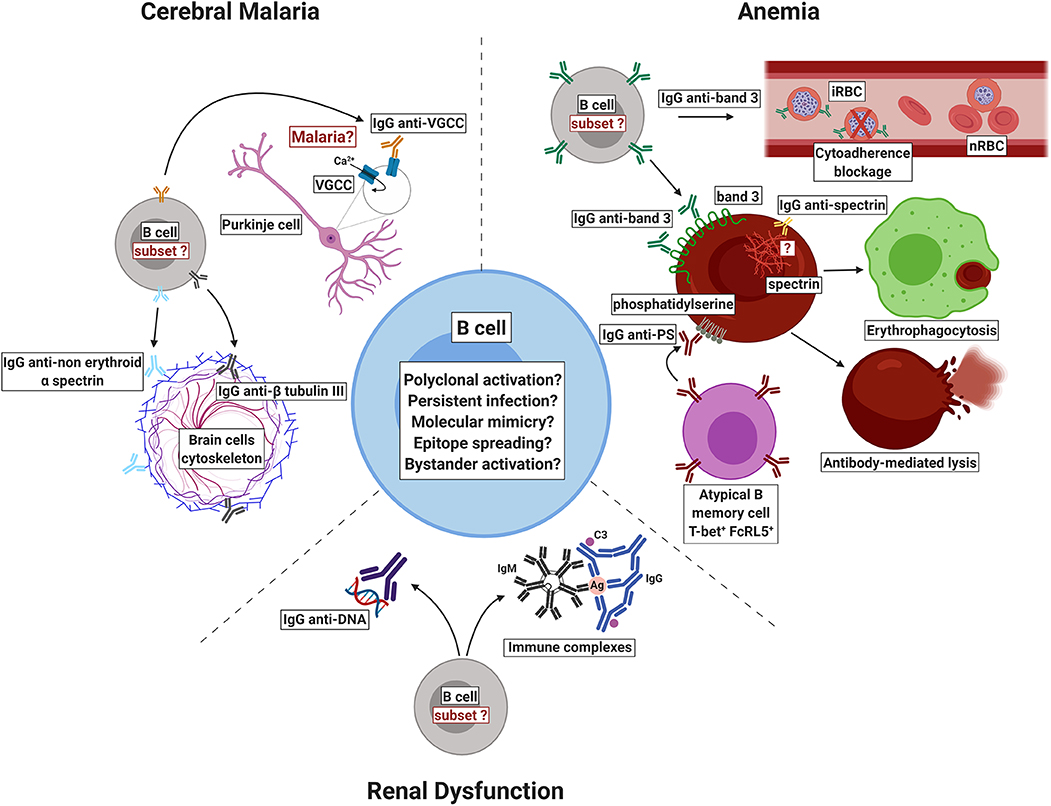 Frontiers | Autoantibodies and Malaria: Where We Stand? Insights Into ...