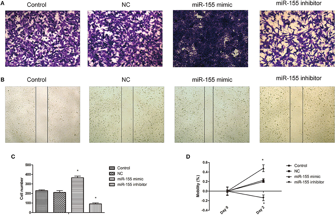 Frontiers Mir 155 Regulates The Proliferation Of Glioma Cells Through