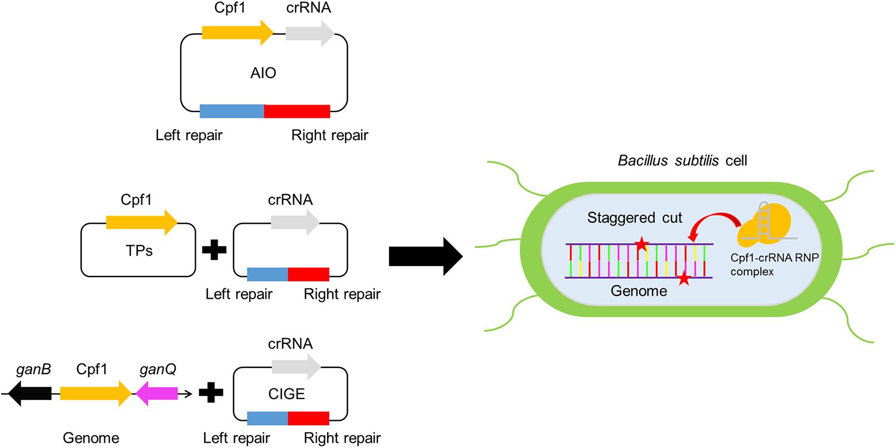 Frontiers | Design and Construction of Portable CRISPR-Cpf1