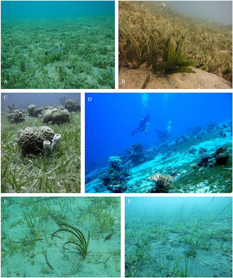 Disappearing Seagrass Protects Against Pathogens, Even Climate Change,  Scientists Find - The New York Times