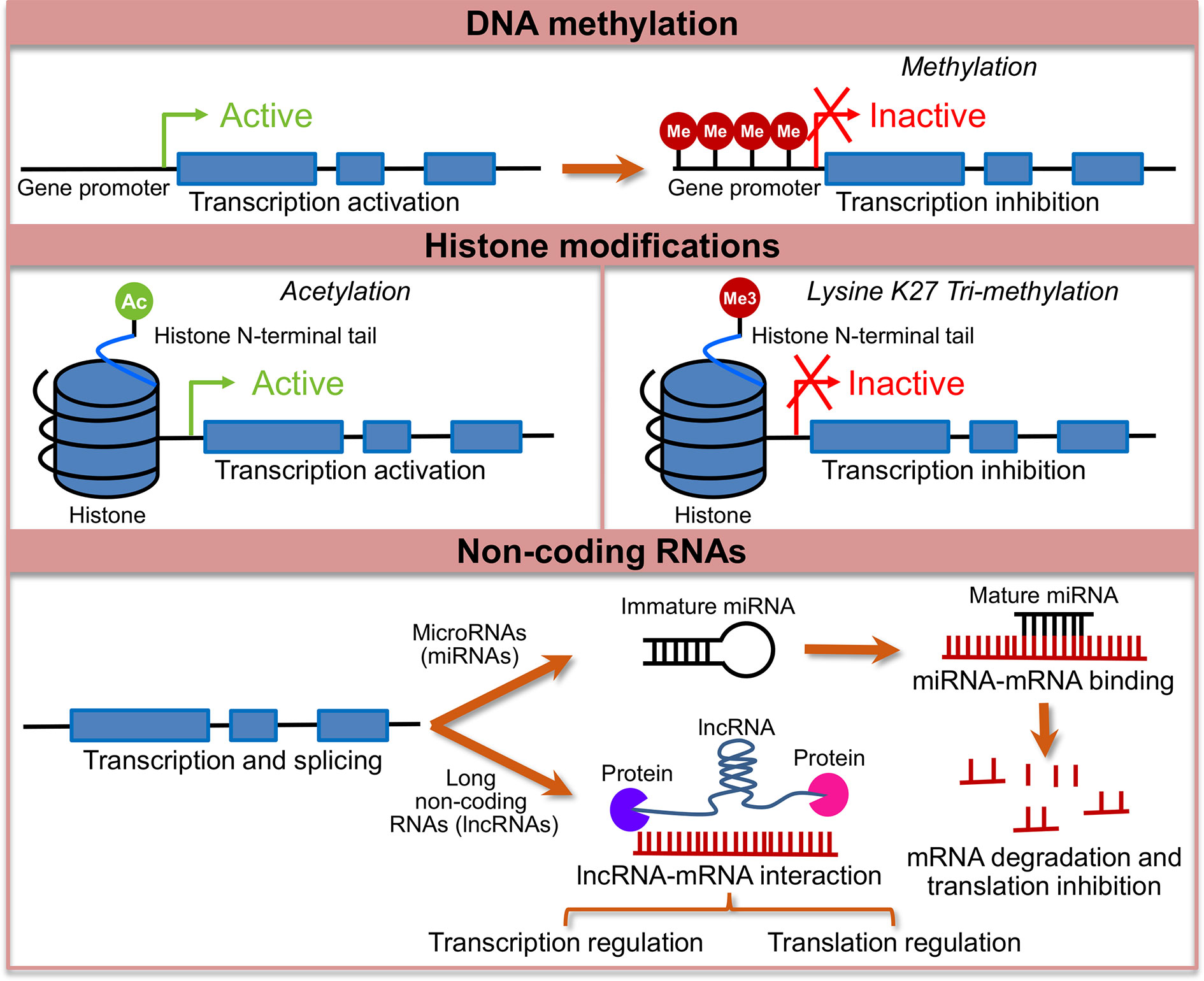 Frontiers | Epigenetic Mechanisms in Irritable Bowel Syndrome