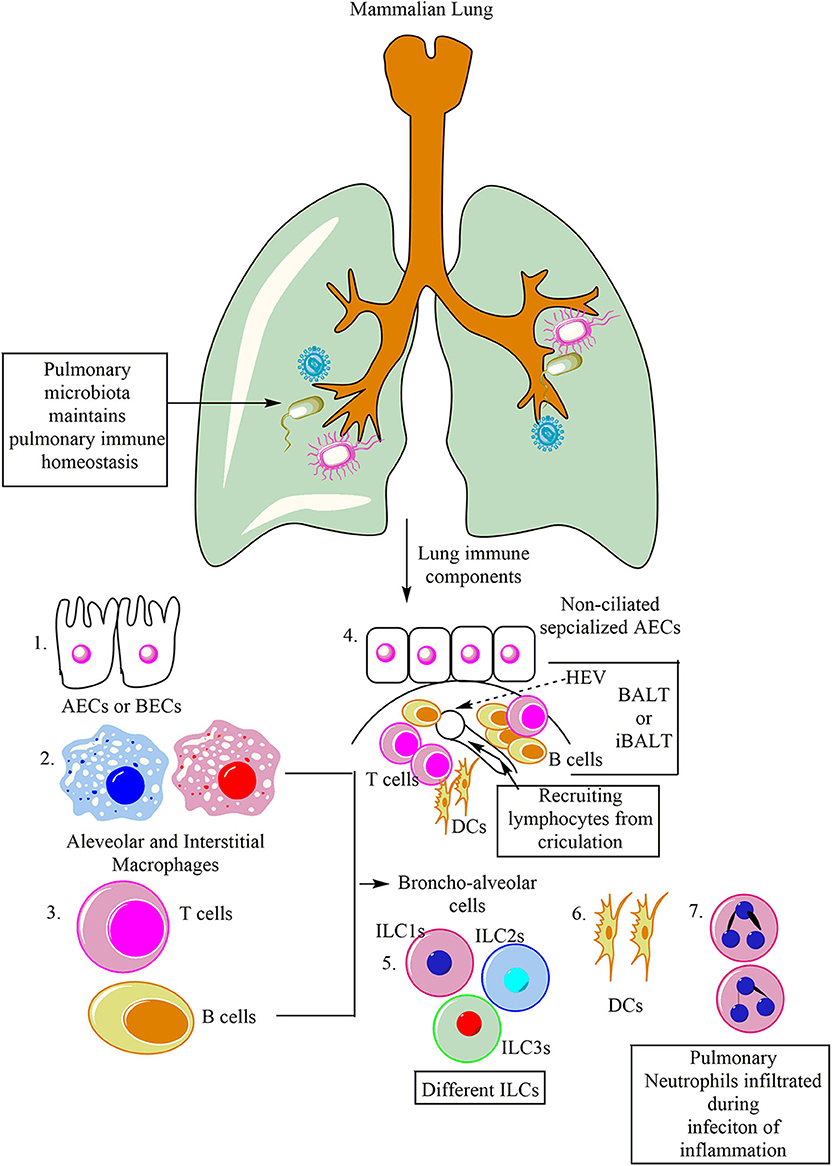 bacterial pneumonia cell