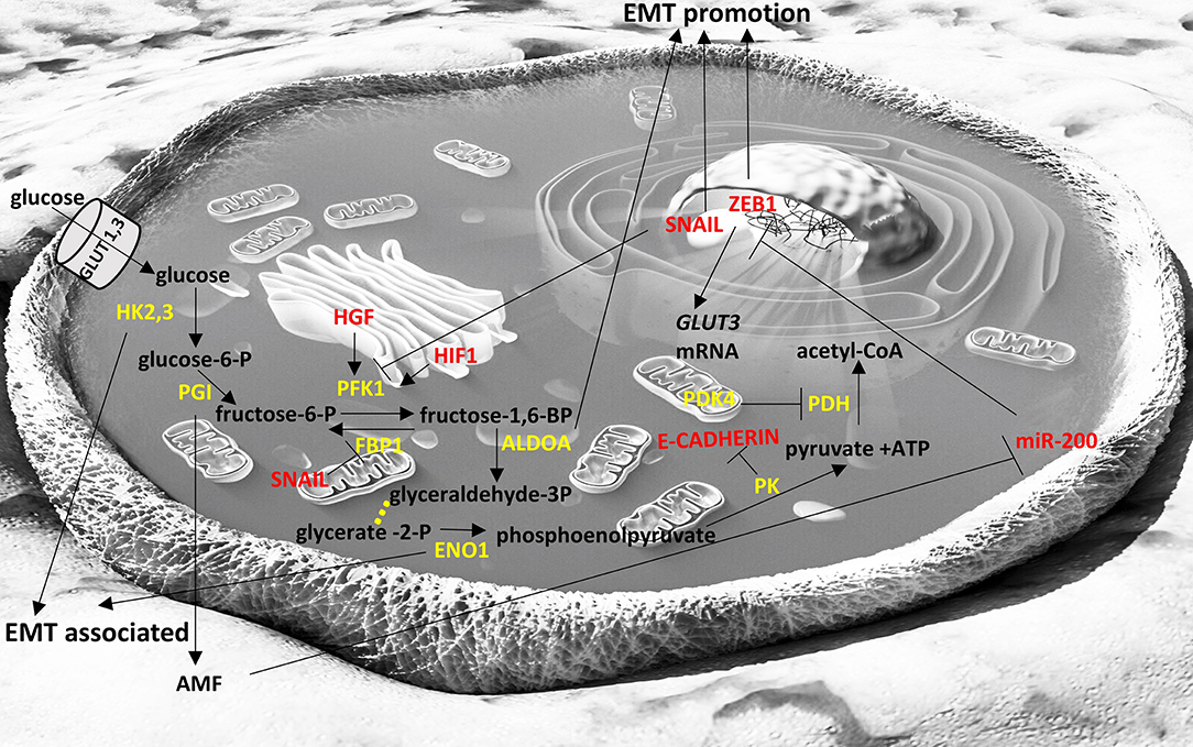 Frontiers Emt Factors And Metabolic Pathways In Cancer Oncology