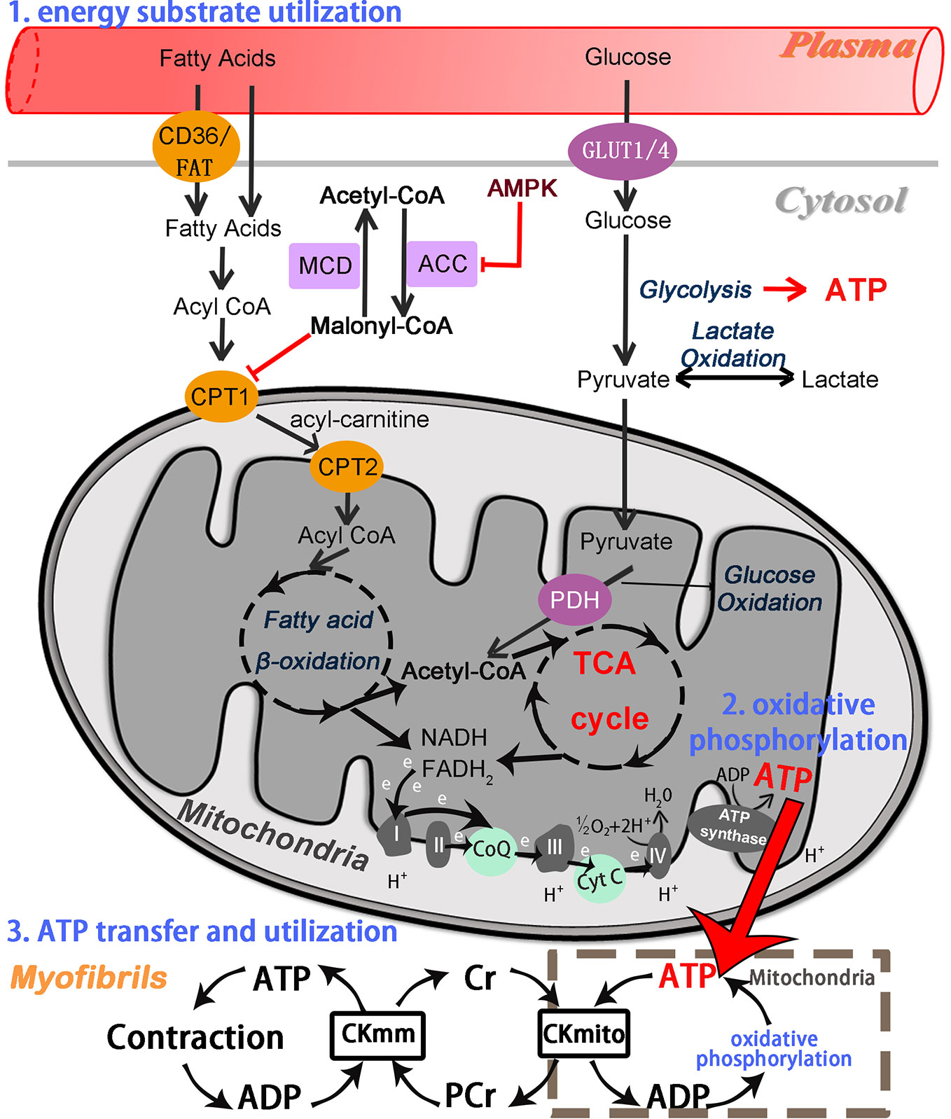 Frontiers Modulatory Effects of Chinese Herbal Medicines on Energy Metabolism in Ischemic Heart Diseases