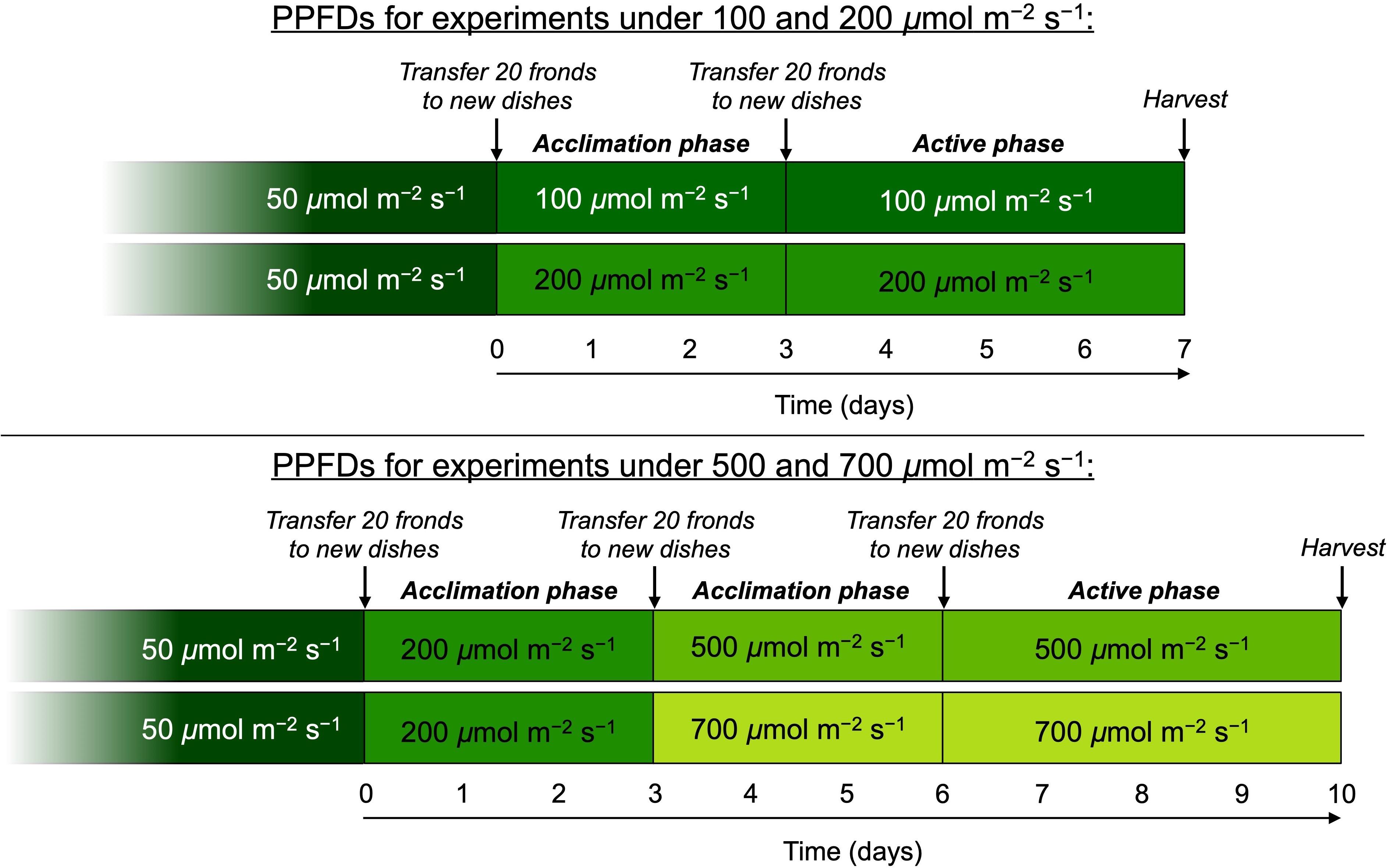 Plant Therapy Dilution Chart Magnet – Liberty's Earth