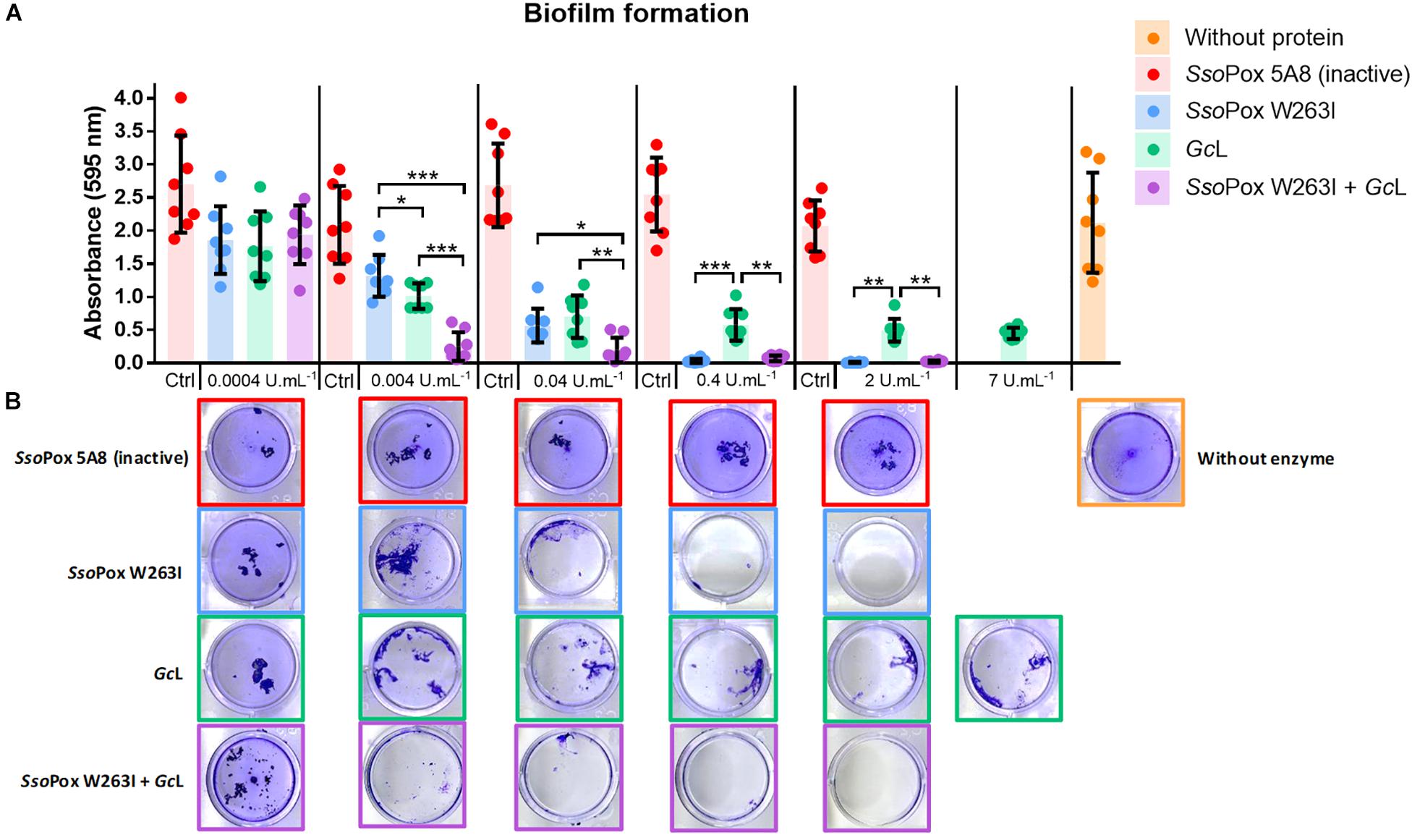 Frontiers Lactonase Specificity Is Key To Quorum Quenching In Pseudomonas Aeruginosa Microbiology