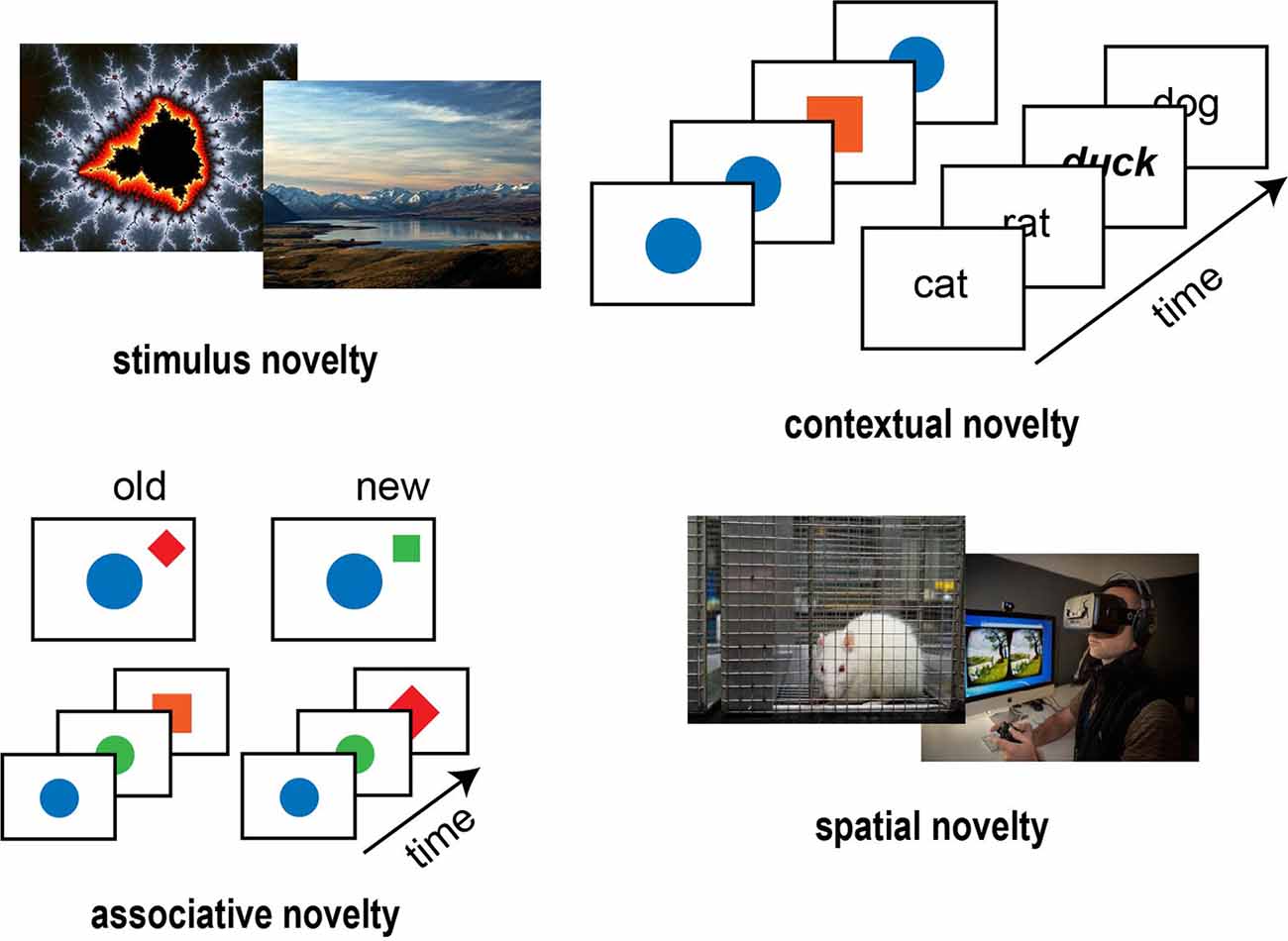 Frontiers | Novelty Manipulations, Memory Performance, and Predictive Coding: the Role of ...