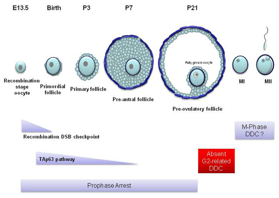 Frontiers | The DNA damage response in mammalian oocytes