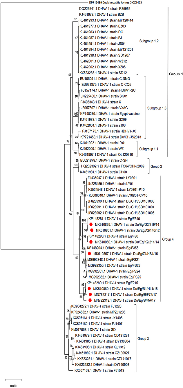 Frontiers | Comparative Pathogenicity of Duck Hepatitis A Virus-1 ...