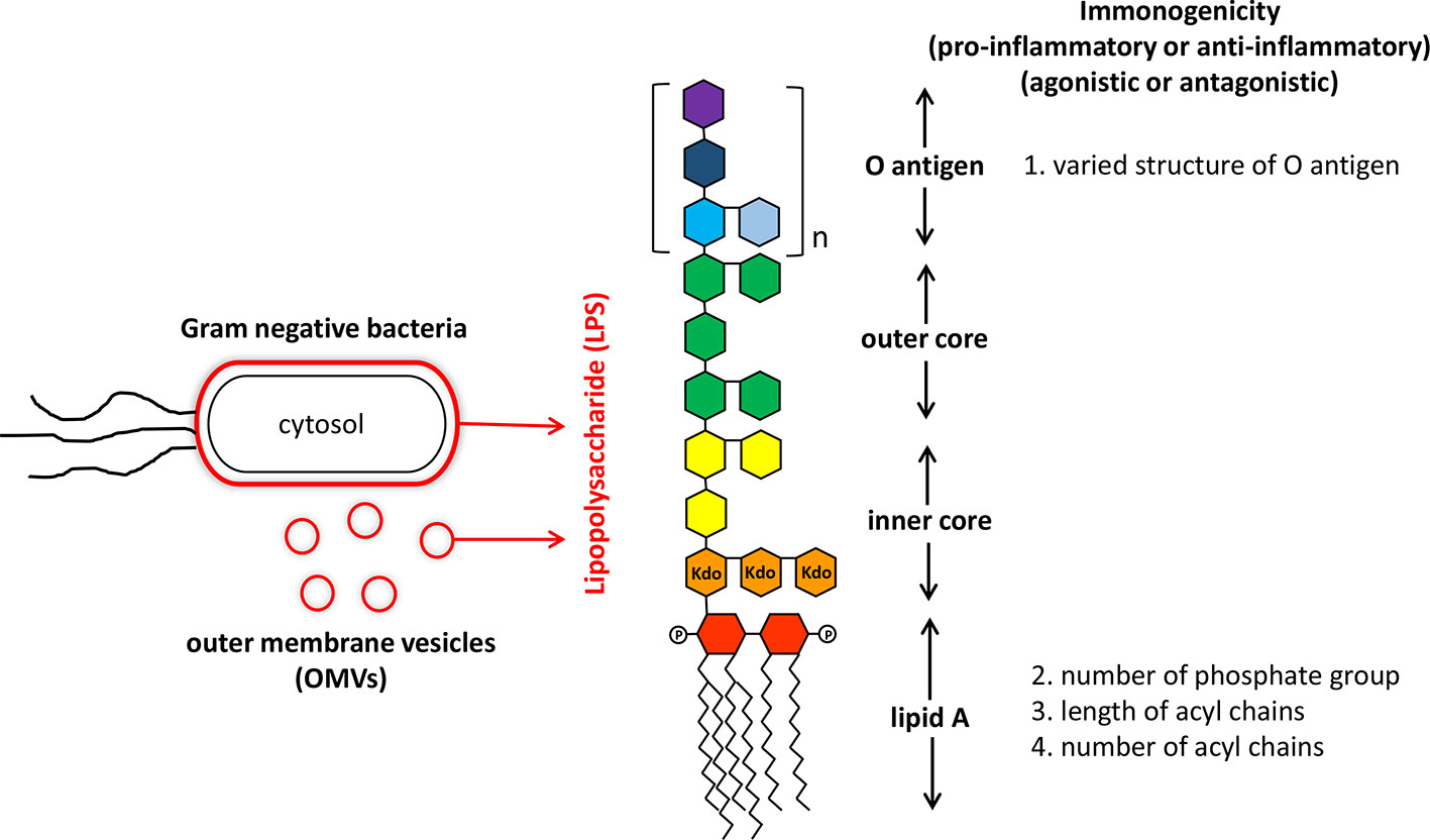 Frontiers | Like Cures Like: Pharmacological Activity of Anti-Inflammatory Lipopolysaccharides From Microbiome