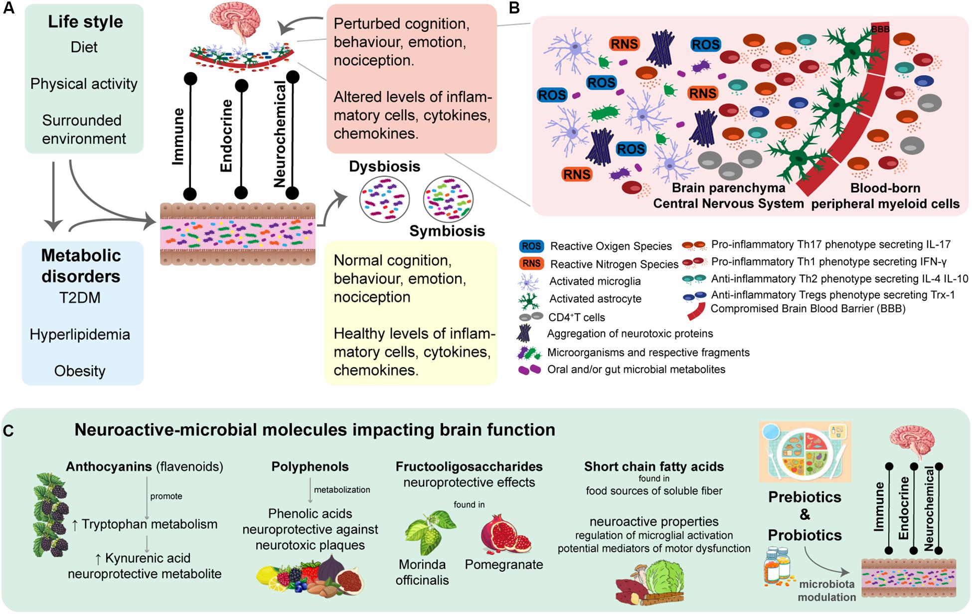 Microbiota saludable