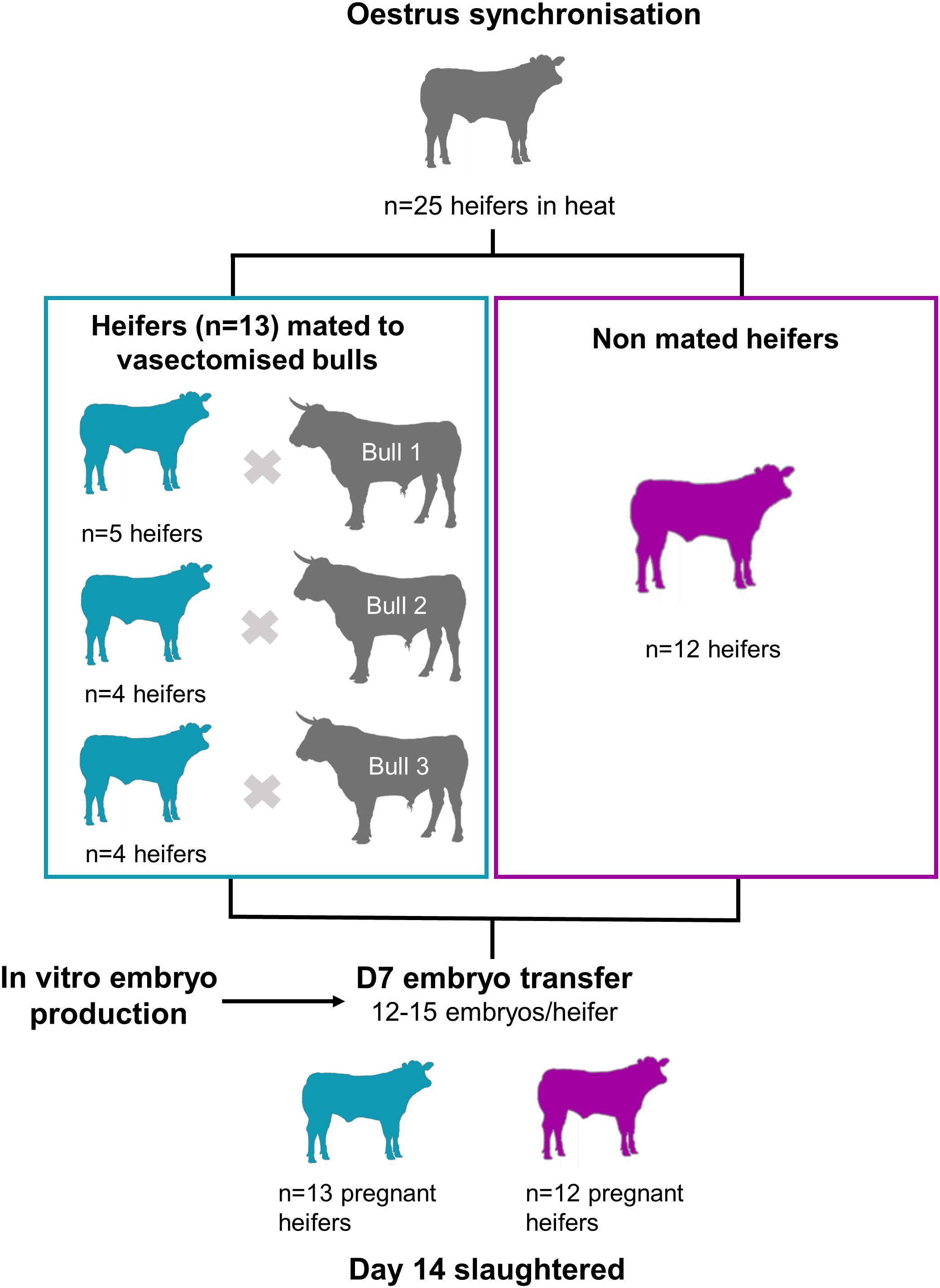Frontiers | Effect of Exposure to Seminal Plasma Through Natural Mating in  Cattle on Conceptus Length and Gene Expression