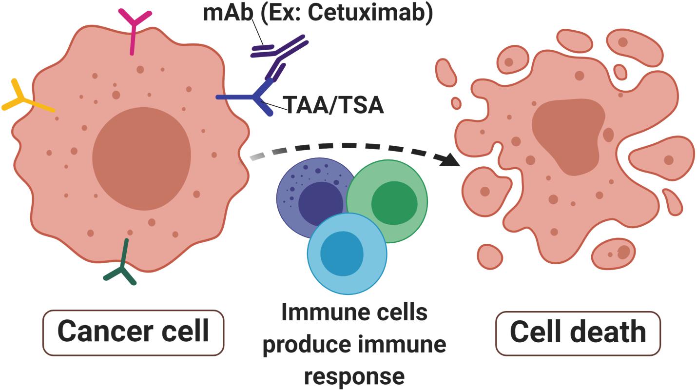 Cancer colon immunotherapy, Imunoterapia în cancer: mecanismele imunologice şi rolul lor în terapie