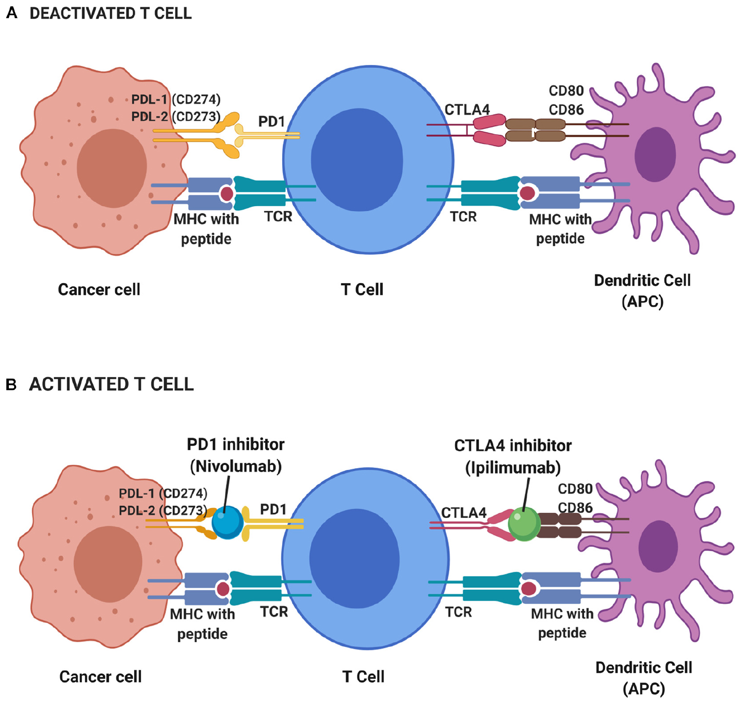 cancer colon immunotherapy)