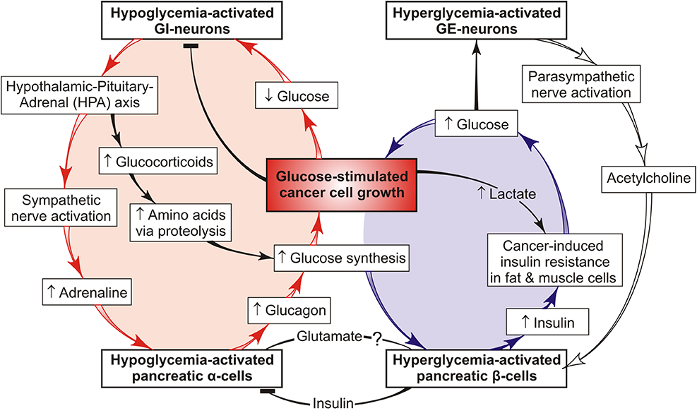 Use Of Glucagon And Ketogenic Hypoglycemia / Top Pdf ...