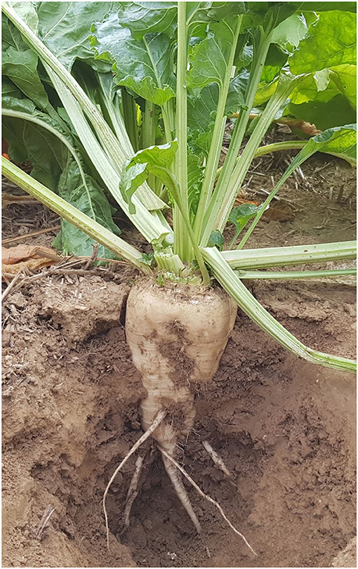 図2-完全に開発されたテンサイ植物。