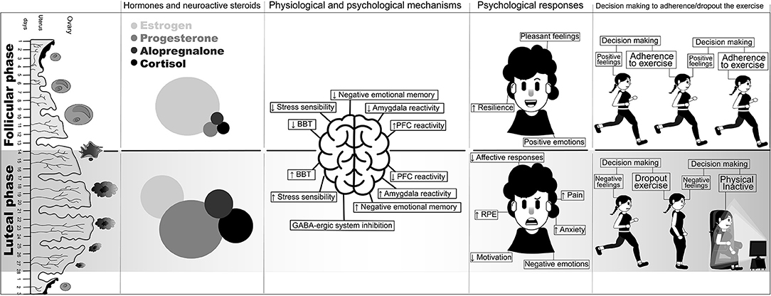Frontiers  Menstrual Cycle, Psychological Responses, and