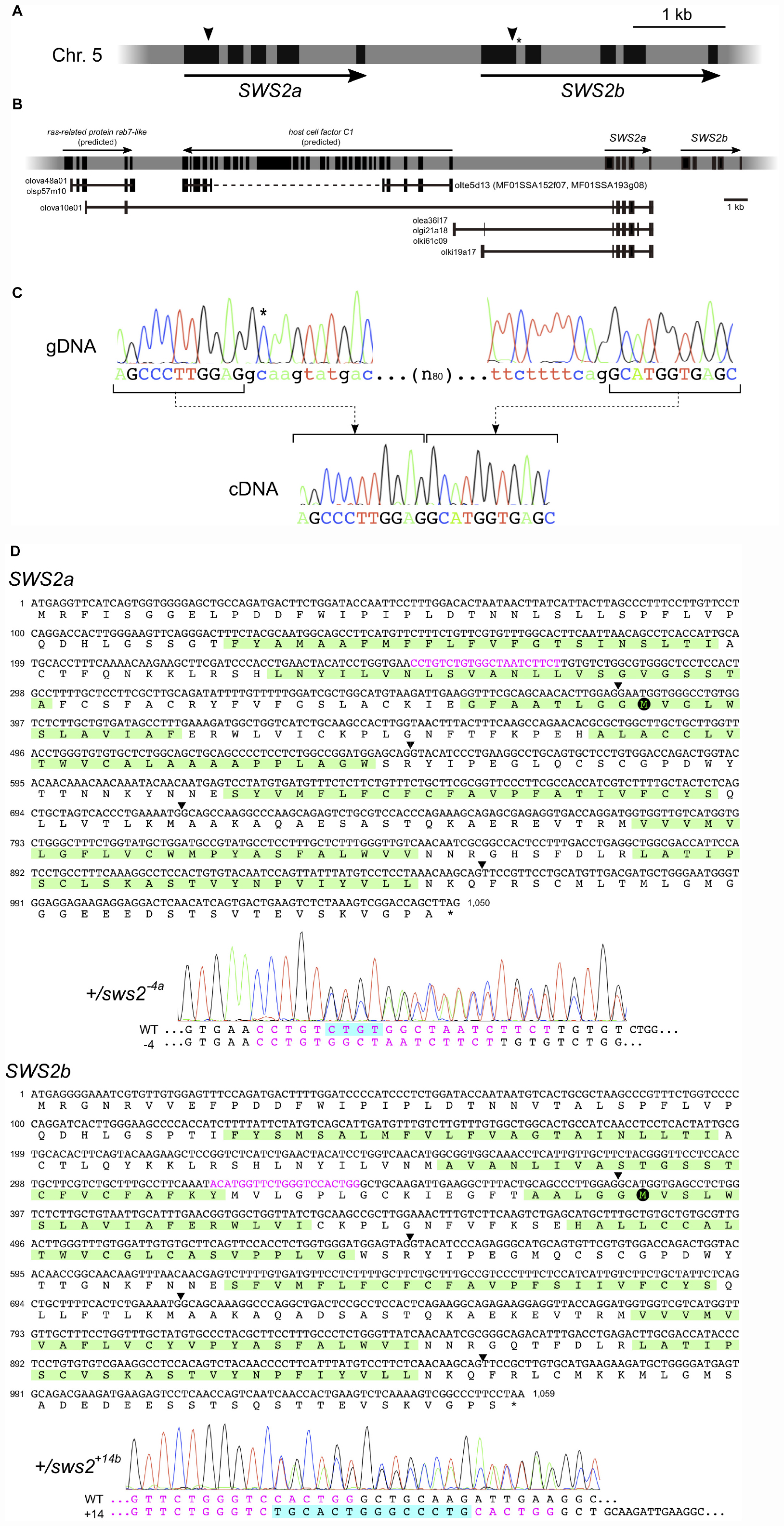 Frontiers Changes In A Cone Opsin Repertoire Affect Color Dependent Social Behavior In Medaka But Not Behavioral Photosensitivity Genetics