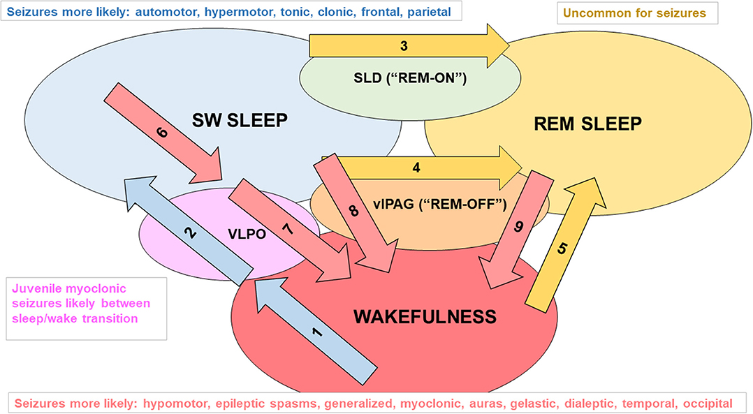 Frontiers  The Molecular Genetic Interaction Between Circadian Rhythms and  Susceptibility to Seizures and Epilepsy