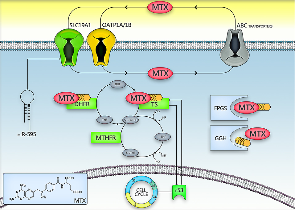 folate metabolism methotrexate