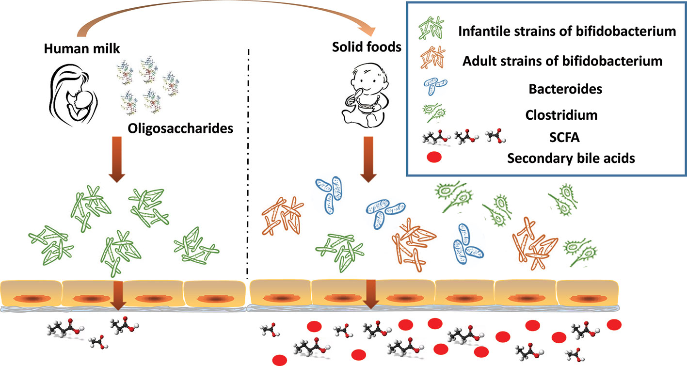 Frontiers The Response Of The Gut Microbiota To Dietary Changes In