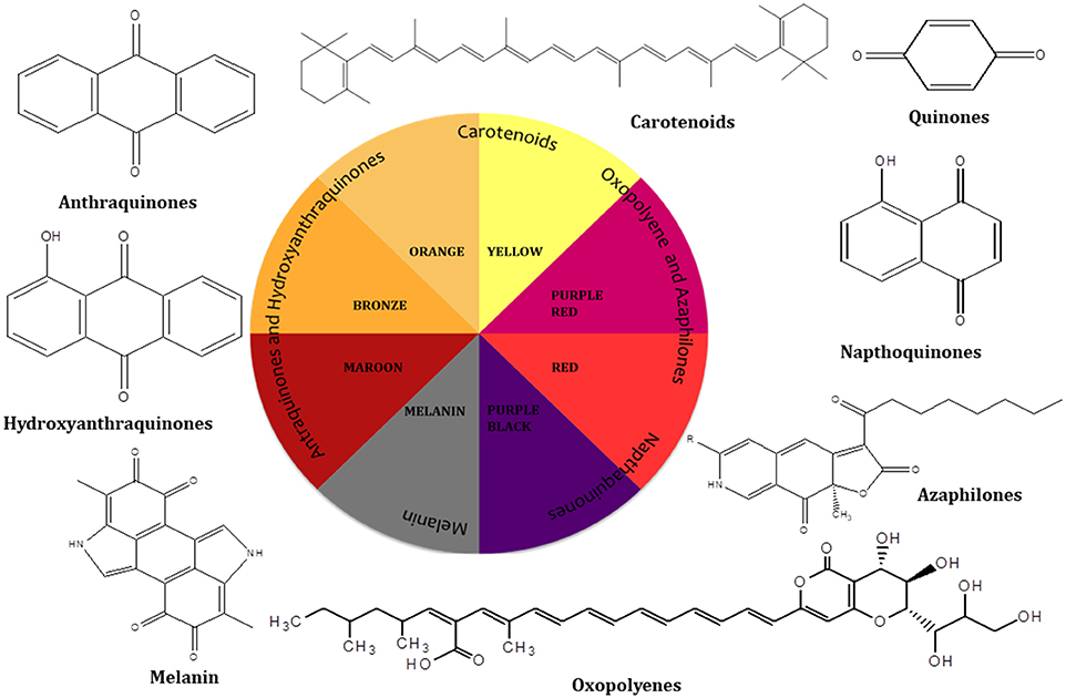 Frontiers | Fungi as a Potential Source of Pigments: Harnessing