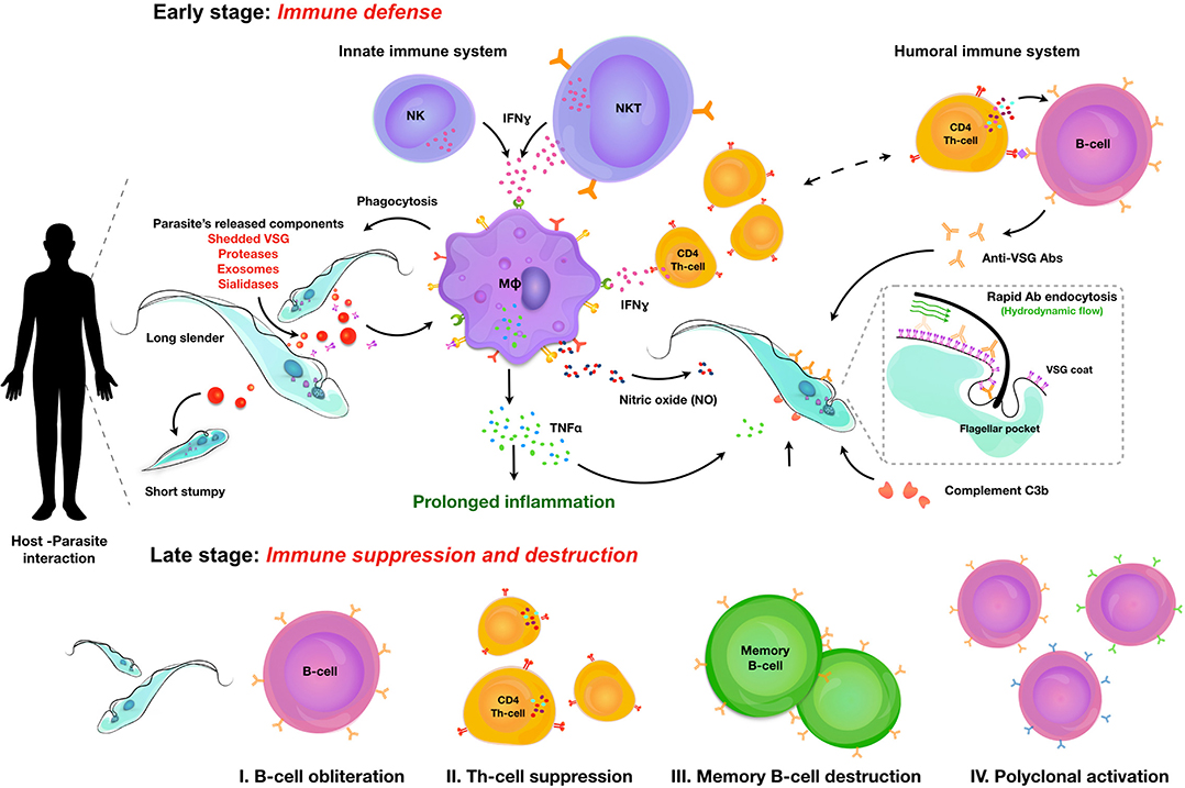 Frontiers Infections With Extracellular Trypanosomes Require Control By Efficient Innate