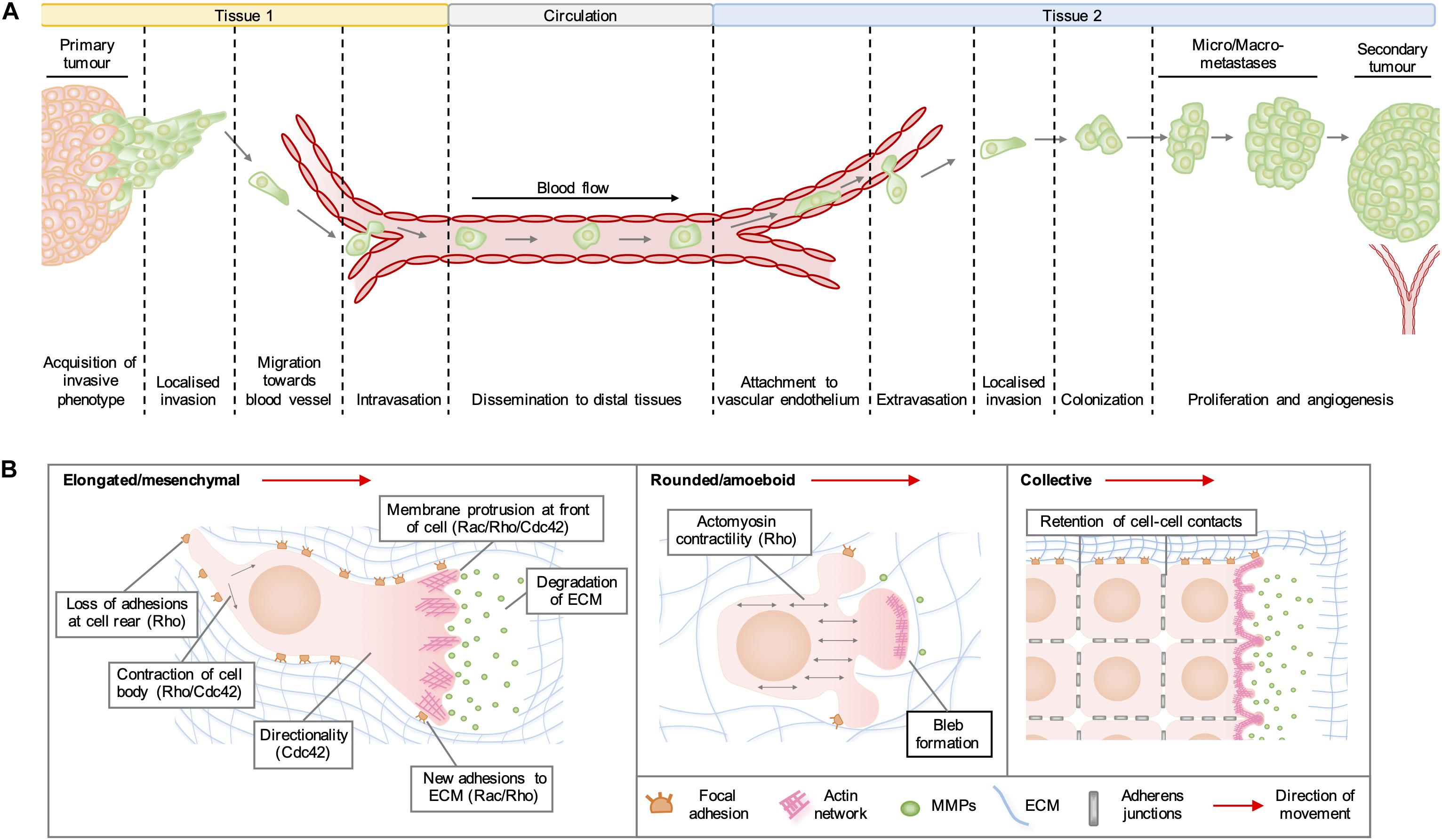 mesothelioma cell of origin