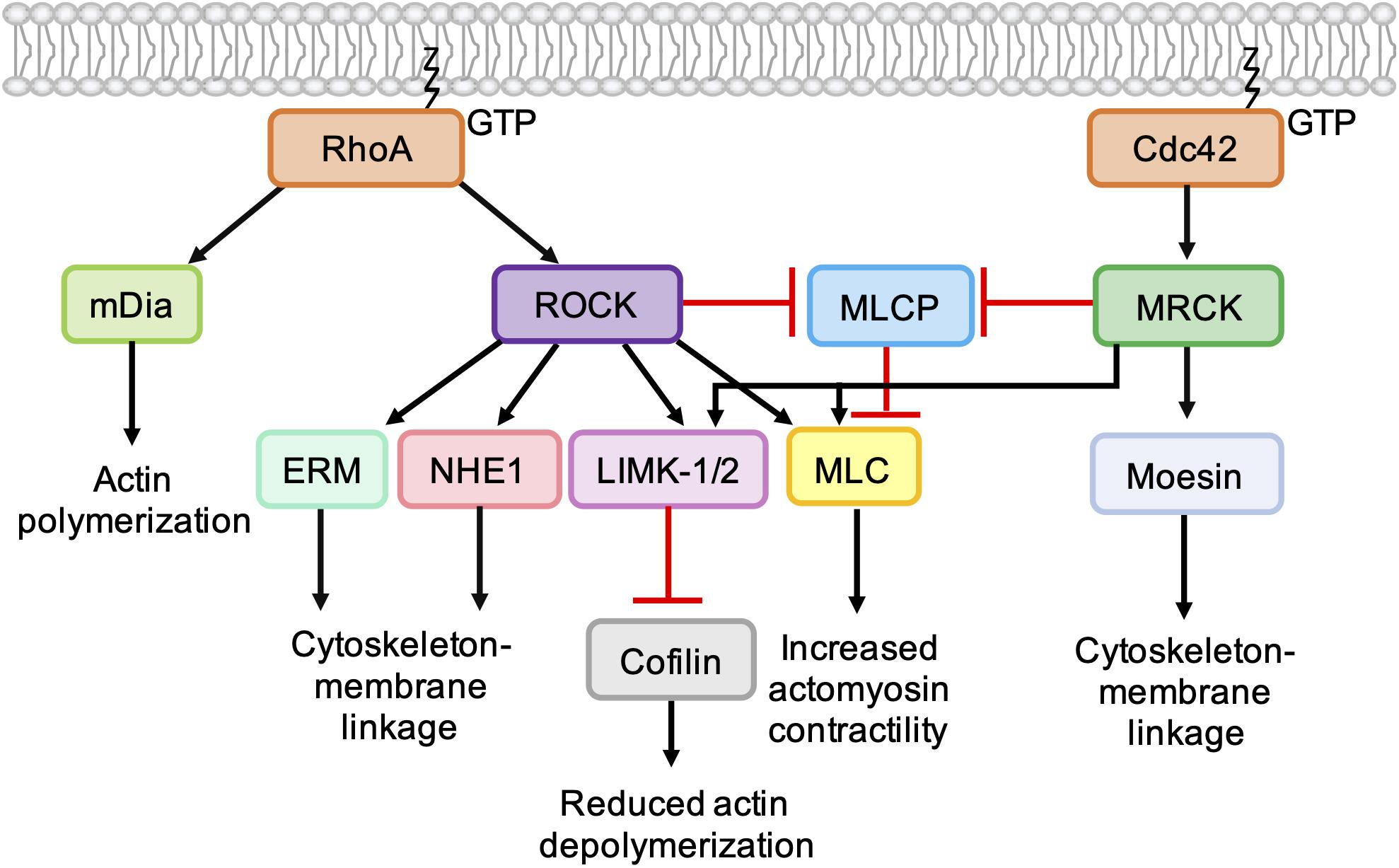 mesothelioma epididymis