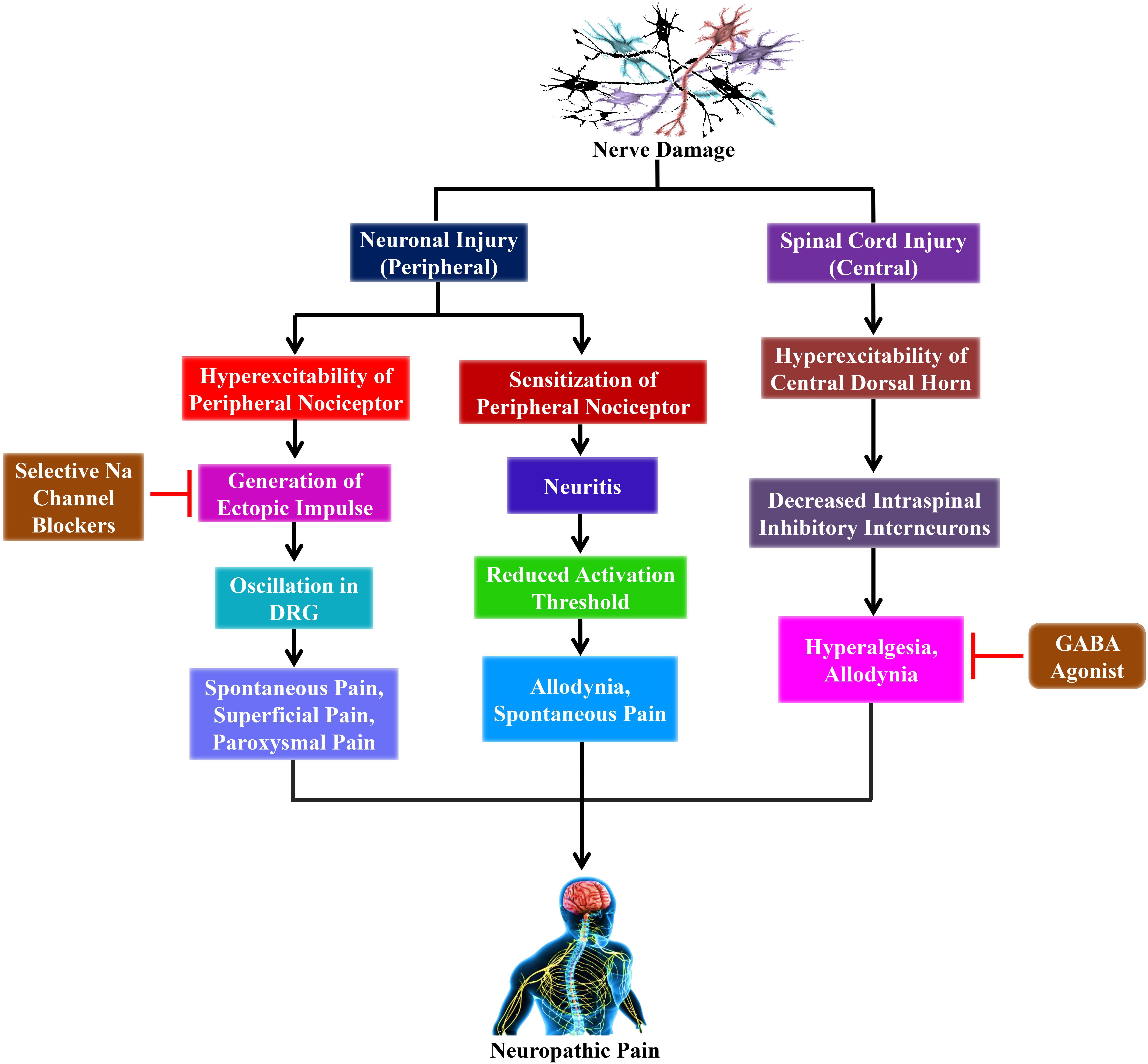 diabetic neuropathy mechanisms emerging treatments and subtypes