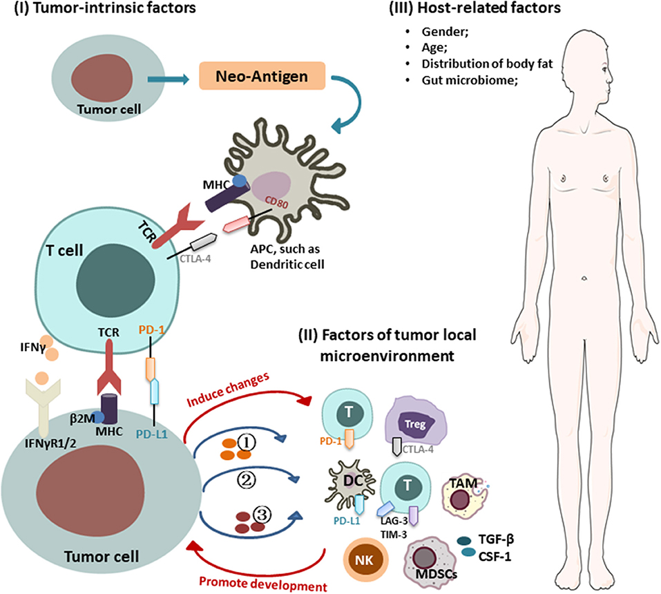 Full article: Epigenetic treatment of multiple myeloma mediates tumor  intrinsic and extrinsic immunomodulatory effects